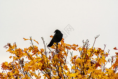 秋天的黑乌鸦生物公园翅膀黑色荒野观鸟鸟类羽毛动物群野生动物图片
