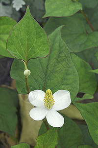 鱼薄膜工厂的近视图像生物学植物群彩虹鱼腥草生物叶子变色龙樟科树叶鱼汁图片