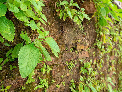 砖墙上天然存在的杂草 地板潮湿 靠近自然栖息地生长岩石绿色植物花园叶子环境白色爬行者生活图片