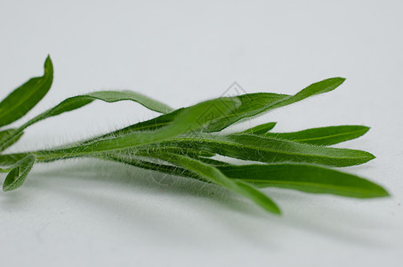 微扰计划地球生长植物叶子场地环境荒野生物构图宏观图片