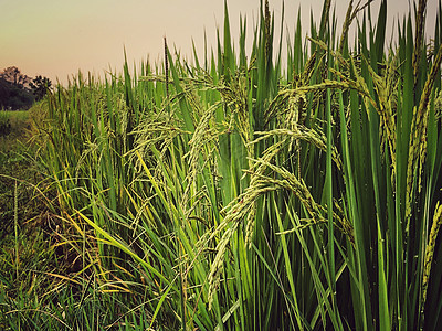 美丽的绿稻田和大米之耳 特写田里的稻米外观农家植被植物地球农村天空农业叶子蓝色图片