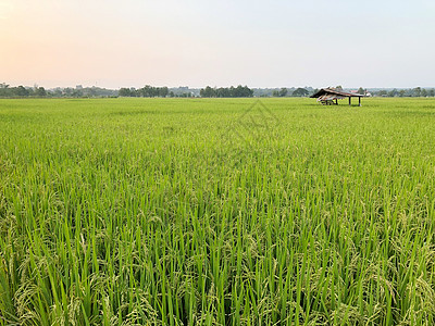 美丽的绿稻田和大米之耳 特写田里的稻米蓝色场地植物群植物收成农家植被树叶季节农业图片