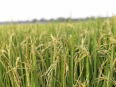 美丽的绿稻田和大米之耳 特写田里的稻米食物植被场地天空蓝色树叶谷物收成农村季节图片