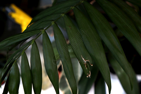 椰枣树的叶子 是近密的图片