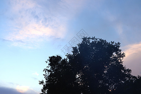 天空背景上的树冠晴天植物环境保护生长绿色叶子林地松树阳光科学图片
