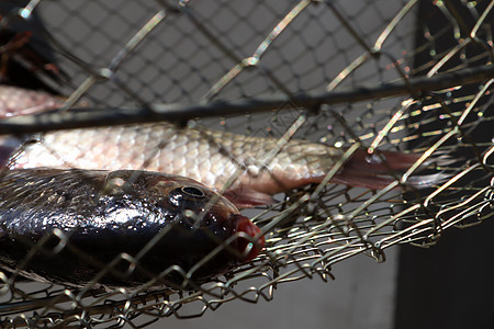鱼网中的河鱼闲暇农村假期钓鱼爱好运动渔夫食物动物金属图片