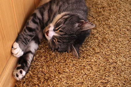 猫在睡梦中伸展出来拉伸腹部条纹爪子房间成人小猫哺乳动物肚子睡眠图片