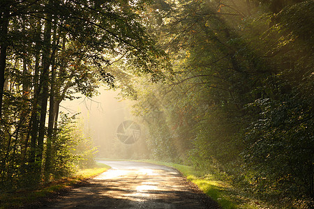 日出时秋林胡同树叶日落大路橡木叶子旅游阳光季节旅行图片