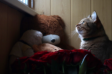 一只猫坐在沙发上望着窗外友谊头发大花猫长椅窗户幸福动物窗台哺乳动物朋友们图片