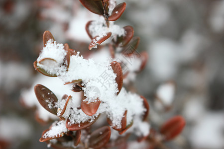 冬季降雪季节 植物叶上下雪公园雪花天气背景药品绿色植物树叶叶子灌木图片