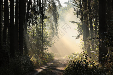 黎明时森林路径叶子人行道胡同针叶林地小路远足踪迹射线太阳图片