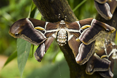 飞蛾蝴蝶在一棵树上翅膀荒野动物绿色热带花卉飞行生物学野生动物橙子图片