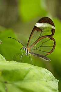 Greta oto 蝴蝶捕食花粉触角热带图案鳞翅目荒野翅膀宏观昆虫学动物丛林图片