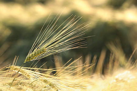 小麦耳粮食农田太阳宏观面包季节收成国家日出农业图片