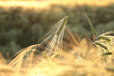 小麦耳宏观收成背光面包日落太阳玉米植物农业环境图片