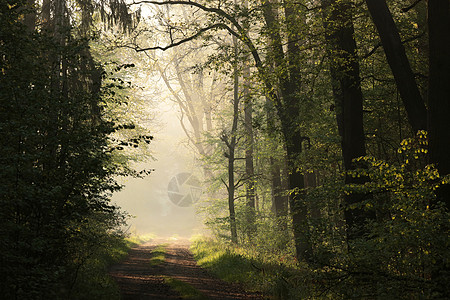 国家公路阳光射线林地途径日出树木旅行树叶薄雾叶子图片