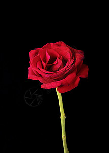 黑色上的美国独美玫瑰图片