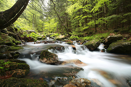 森林流环境林地苔藓风景枝条雨量公园瀑布石头树木图片