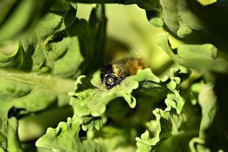 绿色食用菜菜卷菜叶上的蔬菜毛虫宏观花园农村季节动物群蝴蝶叶子背景黄色昆虫黑色图片