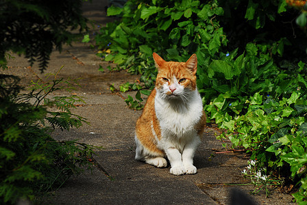 一只红猫 白胸的红猫 坐在阳光下花园晴天眼睛红色哺乳动物动物白色宠物图片