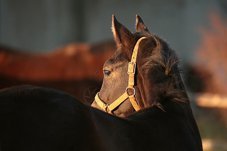 黄昏时的马农场哺乳动物日落鬃毛牧场小马场地草原场景阳光图片