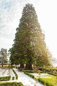 马桑德拉 克里米亚2015 年 2 月 10 日 马桑德拉宫附近的两棵巨型红杉树或红杉 giganteum 俄罗斯皇帝亚历山大三图片