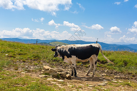 黑白奶牛在明夏日的山中放牧 新鲜空气和自然景观图片