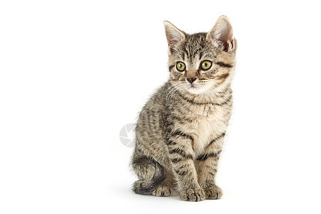 小塔比欧洲短毛小猫条纹食肉小动物宠物家畜摄影纯种猫猫科动物水平图片