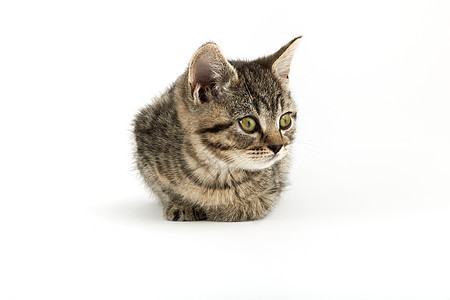 小塔比欧洲短毛小猫家畜动物家猫条纹小动物猫科纯种猫宠物食肉摄影图片