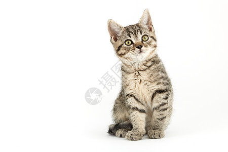 小塔比欧洲短毛小猫小动物水平家猫摄影纯种猫动物家畜食肉猫科条纹图片
