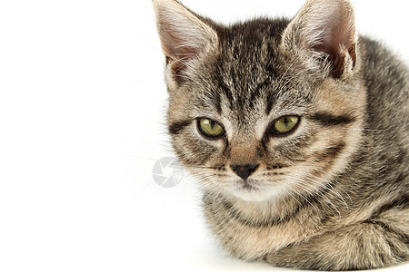 小塔比欧洲短毛小猫食肉摄影宠物猫科动物纯种猫条纹水平家猫小动物图片