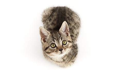 小塔比欧洲短毛小猫家猫家畜小动物水平宠物摄影纯种猫动物条纹猫科图片