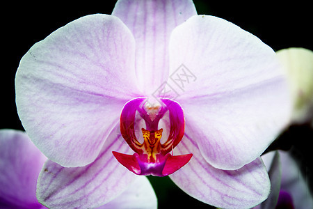 深粉红兰花和浅粉红花瓣植物学植物群粉色热带紫色花园花束兰花植物绿色图片