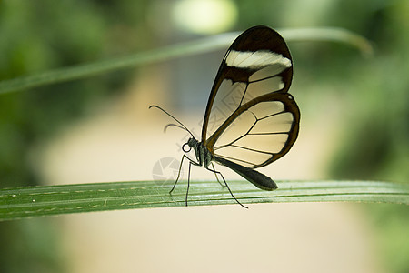 Greta oto 蝴蝶捕食花粉荒野动物森林植物图案触角丛林热带翅膀宏观图片