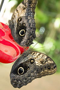 Nymphalidae的卡利戈蝴蝶家族 被称为猫头鹰蝴蝶翅膀雨滴昆虫棕色花园眼睛丛林动物动物群眼点图片