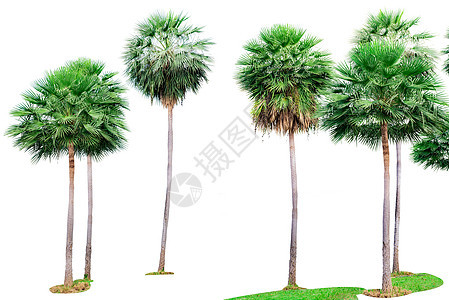 孤立在白色背景上的棕榈树 装饰热带花园的棕榈树 与装饰夏天天堂海滩的绿色叶子的高大的树图片