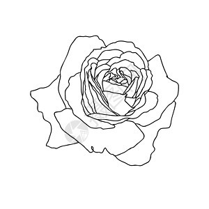 在白色背景中分离的玫瑰花一线绘画植物群花园艺术插图黑色草图花瓣线条玫瑰植物图片