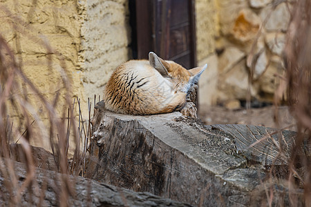 沙漠仙子狐狸Vulpes 泽尔达睡在花树上图片