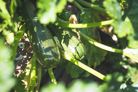 绿色树枝 城市园艺的有机Zucchini场地收获饮食花园沙拉蔬菜灌木种植农业生活方式图片