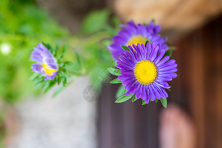 在自己的花园里 在春天关上 开花的鸟儿季节植物学蓝色花束雏菊荒野紫色植物翠菊绿色图片