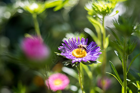 在自己的花园里 在春天关门时 开着花朵的野生蜂蜜蜂荒野植物学昆虫翠菊绿色花束雏菊植物紫色季节图片