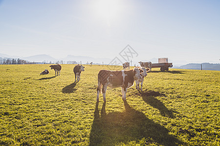 绿色草地上快乐的棕色奶牛 蓝天夜光高山乡村环境动物牧场健康国家农村农业场景图片