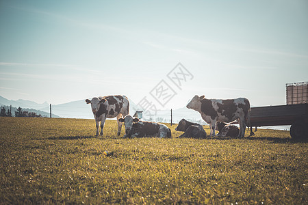 绿色草地上快乐的棕色奶牛 蓝天夜光高山动物国家乡村场景农场环境农业牧场健康图片