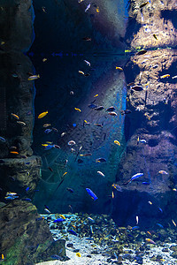 大型水族馆里有很多小多彩的鱼蓝色动物异国潜水红色生活珊瑚野生动物海洋热带图片