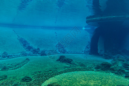 企鹅大型多彩水下游泳池生活水池海洋旅行热带动物珊瑚野生动物蓝色潜水图片