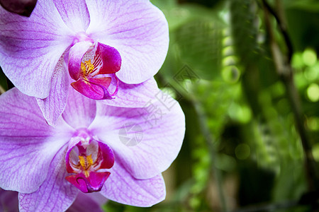 深粉红兰花和浅粉红花瓣花园粉色植物学花束植物群热带白色植物兰花紫色图片