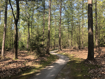 Diffelen周围森林中的自行车路径差异化小路喘息图片