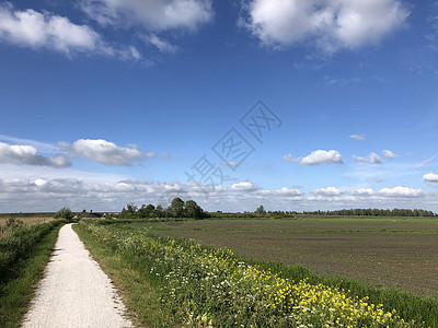 荷兰Friesland农田的景观 地貌绿色图片