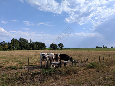 荷兰草地Friesland的牛群动物犊牛农田小牛团体图片