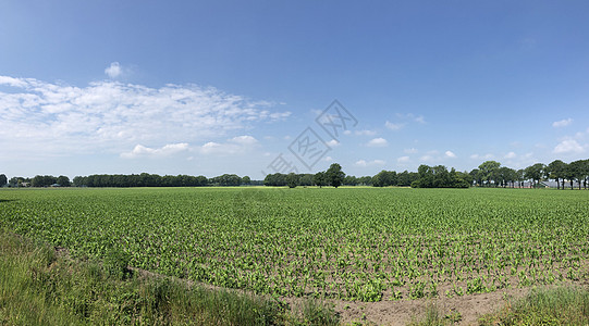 格拉姆斯贝根周围的农场绿色天空全景图片